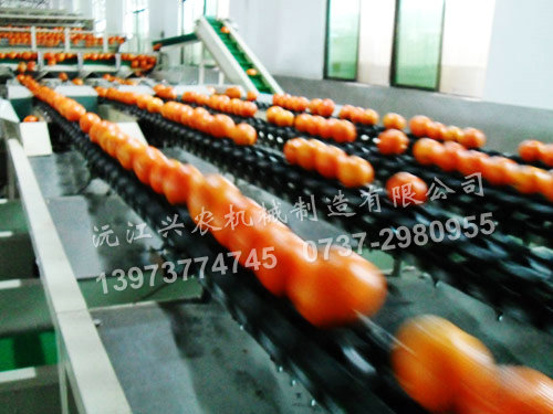 水果分選機分類功能簡單介紹